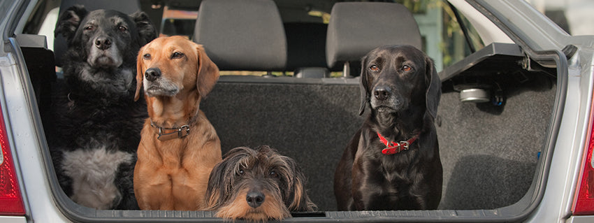 Pet Travel Accessories: A Guide for Dog Owners